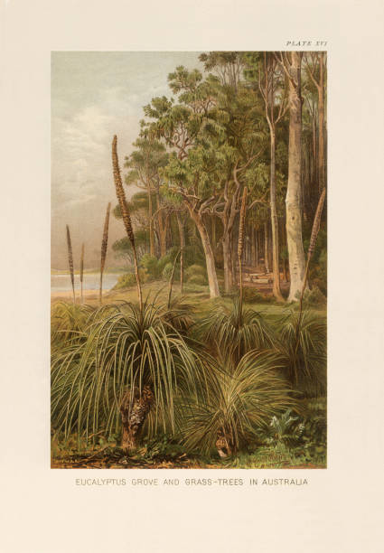 Very Rare, Beautifully Illustrated Antique Engraved Victorian Botanical Illustration of The Natural History of Plants, Eucalyptus Grove and Grass Trees in Australia, Victorian Botanical Illustration published in 1897. Copyright has expired on this artwork. Digitally restored.