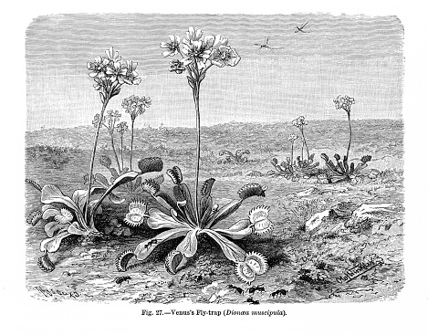 Very Rare, Beautifully Illustrated Antique Engraved Victorian Botanical Illustration of The Natural History of Plants, Venus Flytrap (Dionaea muscipula), Victorian Botanical Illustration published in 1897. Copyright has expired on this artwork. Digitally restored.