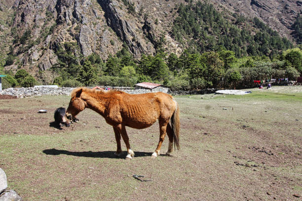 A Horse grazes in the meadows near the village of Tengboche in the Khumbu region,Nepal