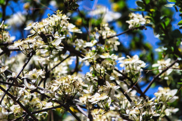 clematis montana flowers - mt everest fotografías e imágenes de stock
