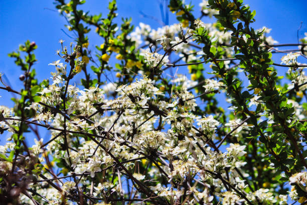 clematis montana flowers - mt everest fotografías e imágenes de stock