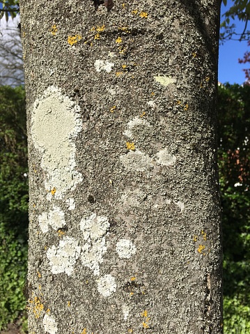 The bark / trunk of a Manna ash (Fraxinus ornus) in full flower in April