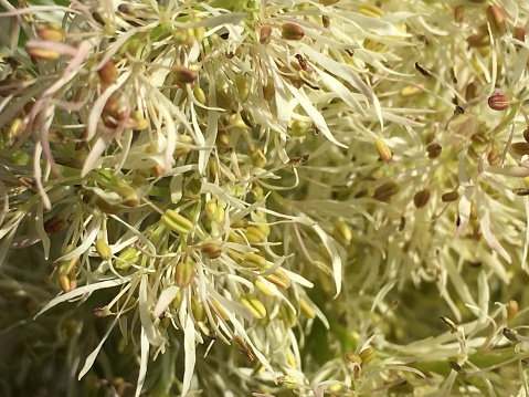 The flowers of a Manna ash (Fraxinus ornus) in April