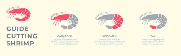 Vector illustration of Seafood. Сrustaceans. Cutting guide meat shrimp, prawn carcass.