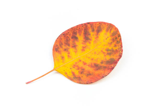 Colorful autumn leaves on white background, copy space for text. View from above