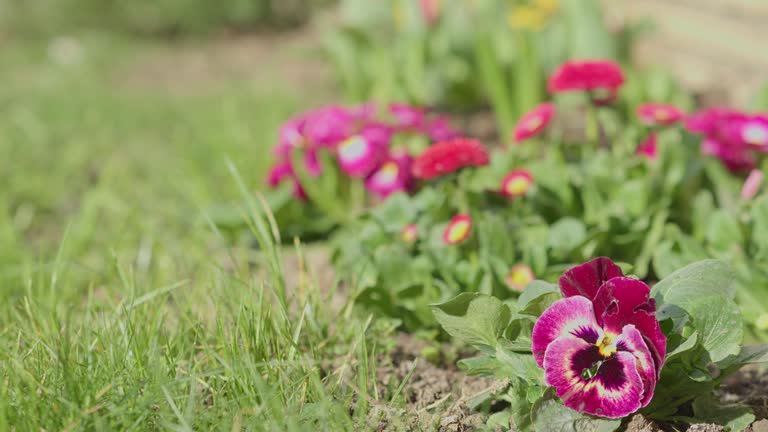 Close-up focus transition footage from a beautiful pink pansy flower to a pink English Daisy (Bellis perennis)