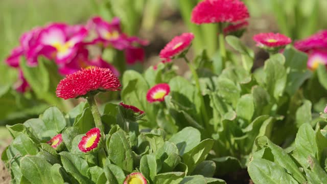 Tilt-down footage from beautiful from beautiful pink English Daisy (Bellis perennis) to pink and white pansy flower