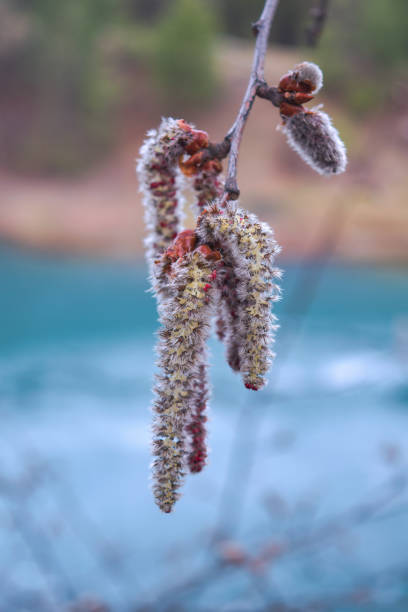 Alder catkins in spring on a branch close-up. Branch of Alnus glutinosa.