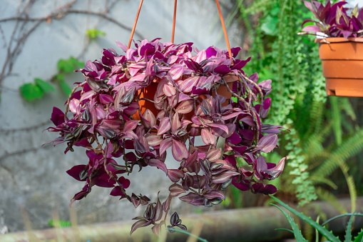 Purple leaves of tradescantia zebrina growth in flower pot. Wandering jew or wandering dude of houseplant and ground cover. Herbaceous perennial flowers trailing and variegated foliage. Inch plant.