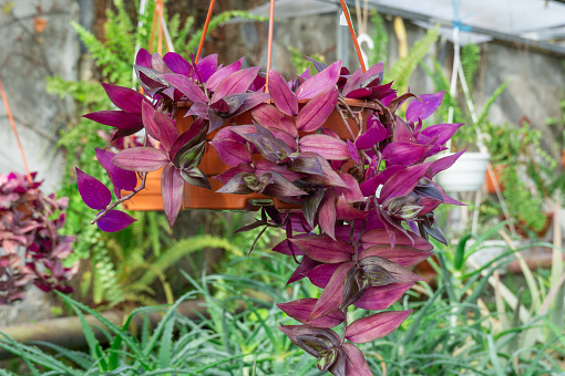 Purple leaves of tradescantia zebrina growth in flower pot. Wandering jew or wandering dude of houseplant and ground cover. Herbaceous perennial flowers trailing and variegated foliage. Inch plant.