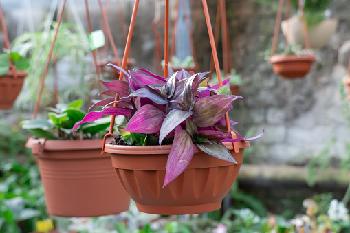 Purple leaves of tradescantia zebrina growth in flower pot. Wandering jew or wandering dude of houseplant and ground cover. Herbaceous perennial flowers trailing and variegated foliage. Inch plant.