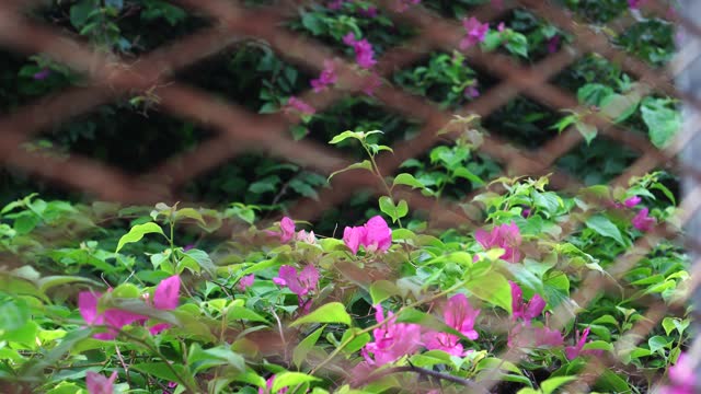 Pink Bougainvillea flowers in the garden