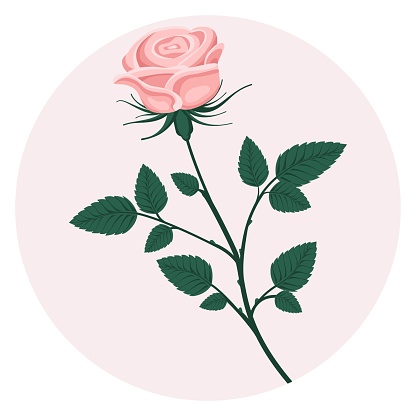 Rose branch flower on a round background. Green stem with leaves. Vector. Cartoon, simple, flat. Used for print and web design, stickers, cards, fabric.