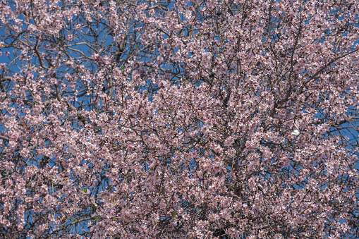 Blooming almond tree in spring