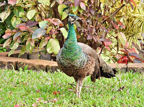 Peahen - profile view