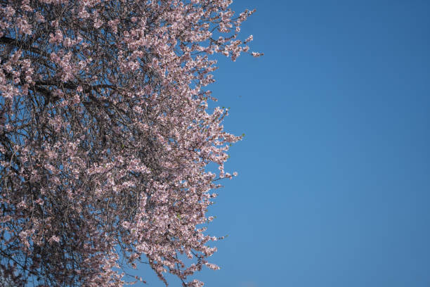 Tree Branch With Almond Flowers On Blue Sky