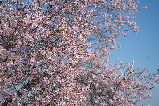 Tree Branch With Almond Flowers On Blue Sky