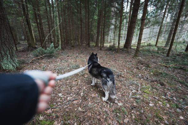 Walking a husky dog on a leash in forest in spring. High quality photo