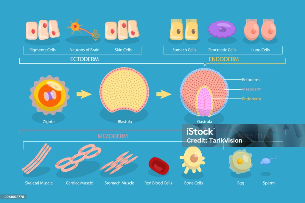 Ilustración conceptual vectorial plana isométrica 3D de endodermo, mesodermo y ectodermo - arte vectorial de Embrión - Etapa humana libre de derechos Ilustración conceptual vectorial plana isométrica 3D de endodermo, mesodermo y ectodermo - arte vectorial de Embrión - Etapa humana libre de derechos