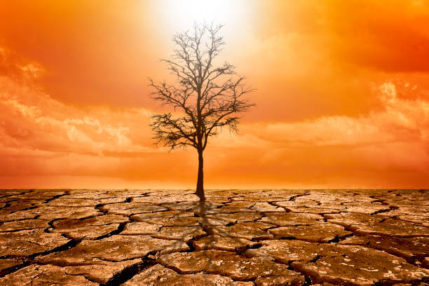 istock dry tree and cracked ground and cloud and climate change 2061003859