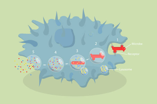 3D Isometric Flat Vector Conceptual Illustration of Phagocytosis 3D Isometric Flat Vector Conceptual Illustration of Phagocytosis, Labeled endocytosis Educational Scheme phagocytosis diagram stock illustrations