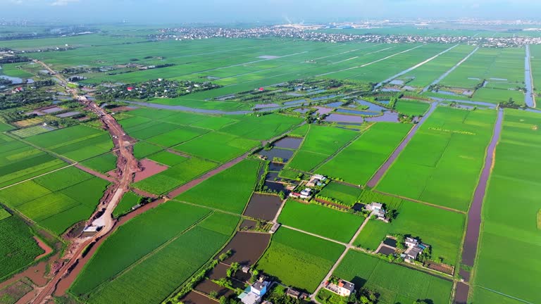 Aerial Drone Scenic View Of Green Grass of Rice Agricultural Field, Vietnam