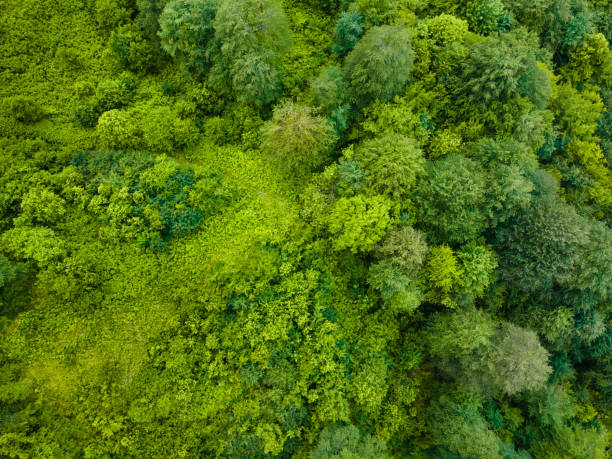 istock Green trees in a tropical summer forest. Aerial top down view. 2061018915