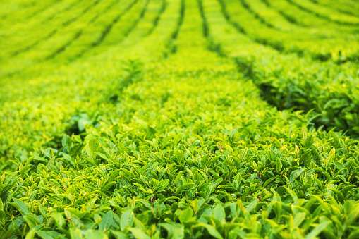Green tea leaves on the tea plantation in summer. Beautiful summer landscape. Abstract green nature background.