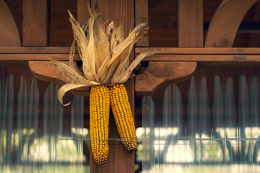 dried corn on the cob on wooden background