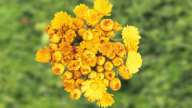 time lapse of the blooming of a bouquet of calendula, camera rotation, circular hyperlapse, against the backdrop of a forest clearing, top view