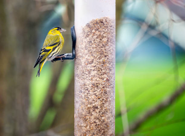 male siskin bird sitting on a bird feeder - czyżyk zdjęcia i obrazy z banku zdjęć