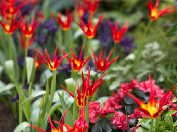 Tulip Acuminata, Flamelike Botanical Tulips stock photo