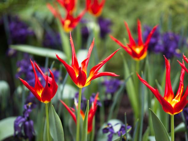Tulip Acuminata, Flamelike Botanical Tulips stock photo