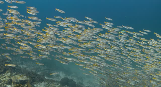 Swarm of the two spotted snapper fish schooling in the Indian Ocean.