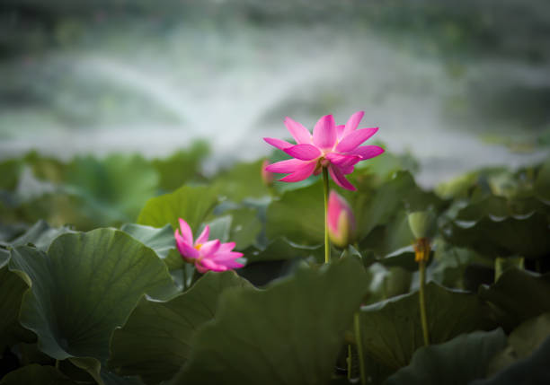 Lotus and Water Lily