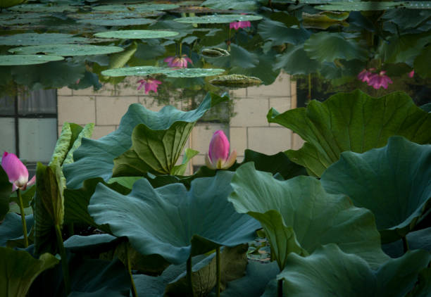 istock Lotus and Water Lily 2061030635