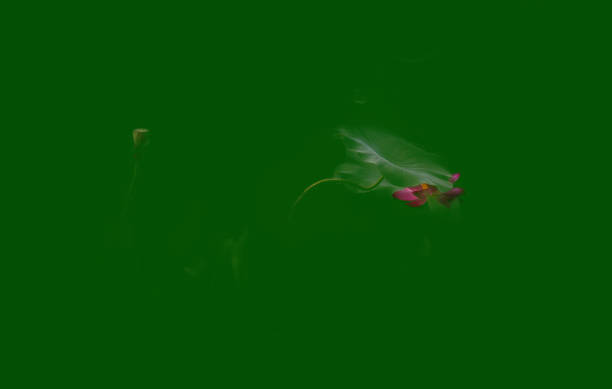 Lotus and Water Lily