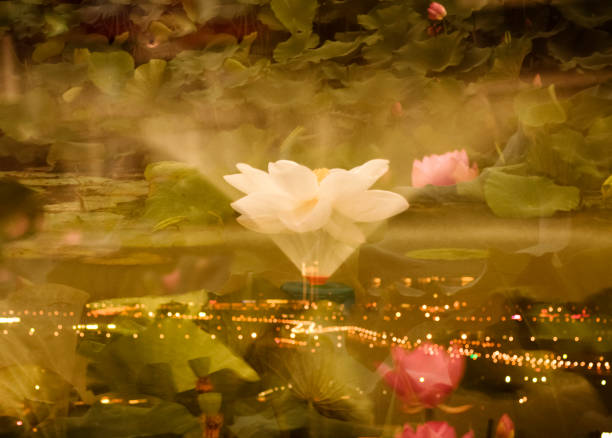 Lotus and Water Lily