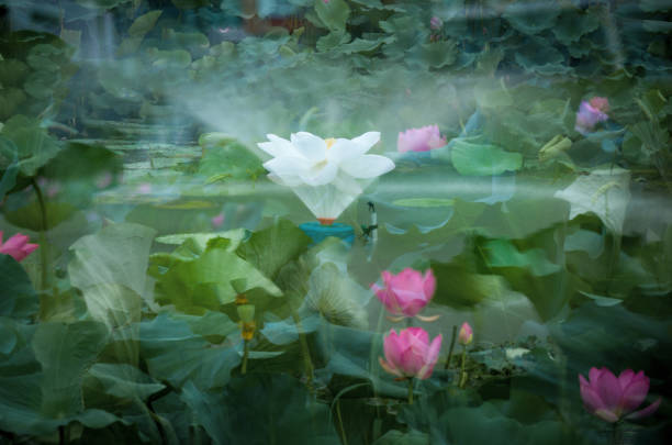 Lotus and Water Lily