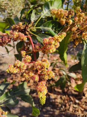 Flowers of Mango tree