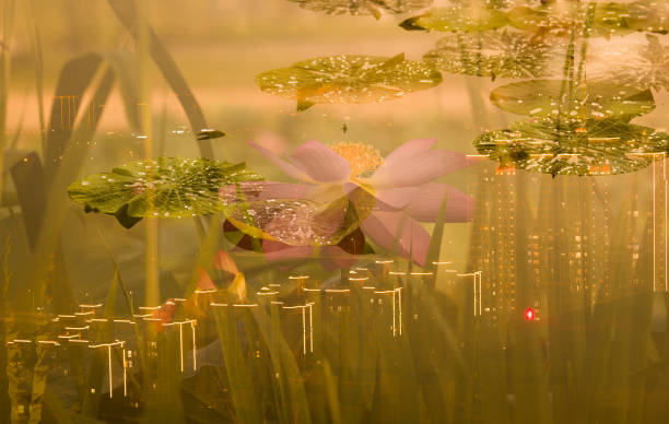 istock Lotus and Water Lily 2061032782