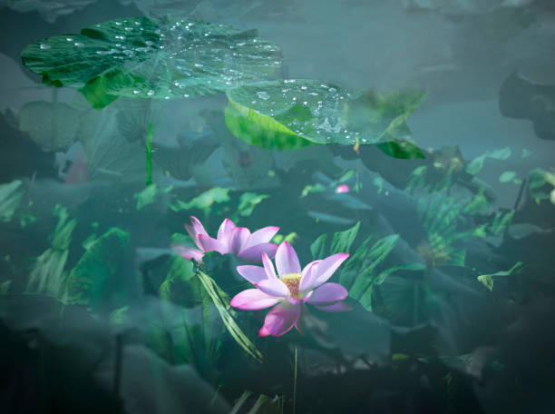 istock Lotus and Water Lily 2061033341