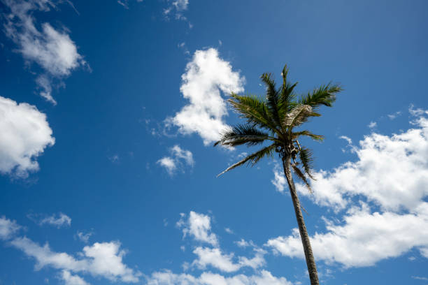 Top of a palm tree on Big Island Hawaii