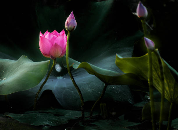istock Lotus and Water Lily 2061036627