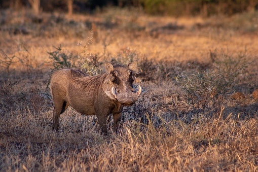 Common warthog (Phacochoerus africanus) grazing on beautiful green grass, Kruger National Park, South Africa