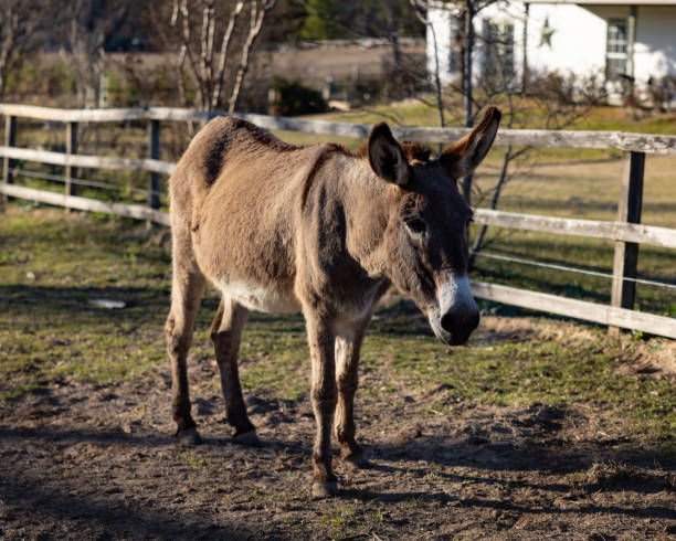 istock Brown donkey standing in the farm 2061044618