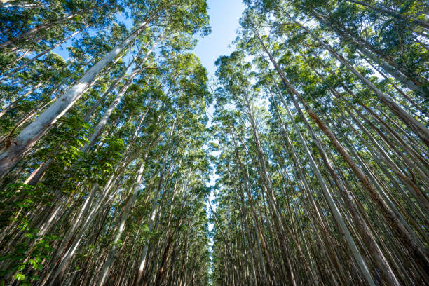 istock Tops of magnificent Big Island trees 2061051953