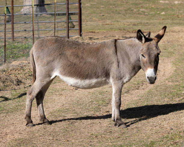 istock A brown donkey stands in the farm 2061053709
