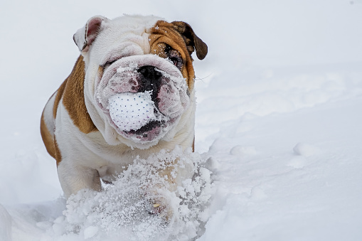 Dog. An English bulldog, running through the snow. A pet, with a toy in its mouth.
