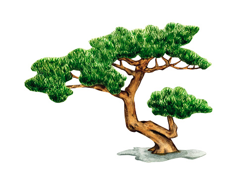 Bonsai tree of Pine isolated on a white background. Small green Bonsai Tree watercolor illustration. Traditional Japanese Miniature tree. Nature art.